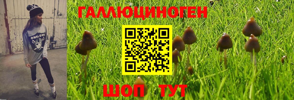 Георгиевск  Галлюциногенные грибы Cubensis  Вход с VPN 